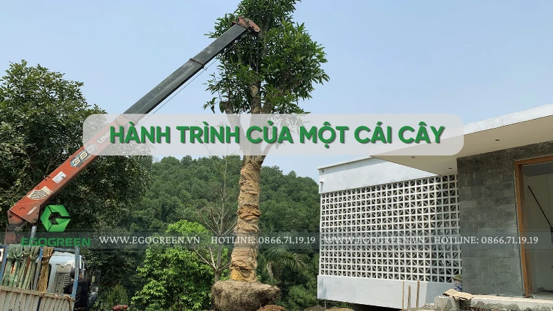 Hành trình của một cái cây